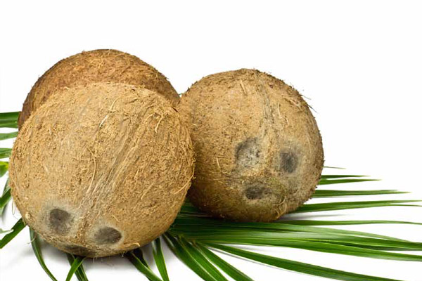 Smukła i zdrowa jak palma kokosowa
