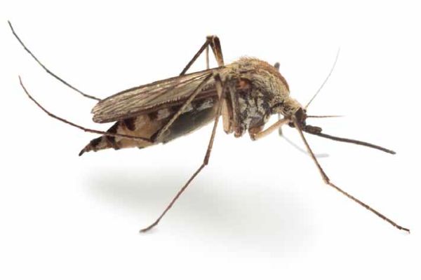 Komary - jak sobie z nimi radzić?